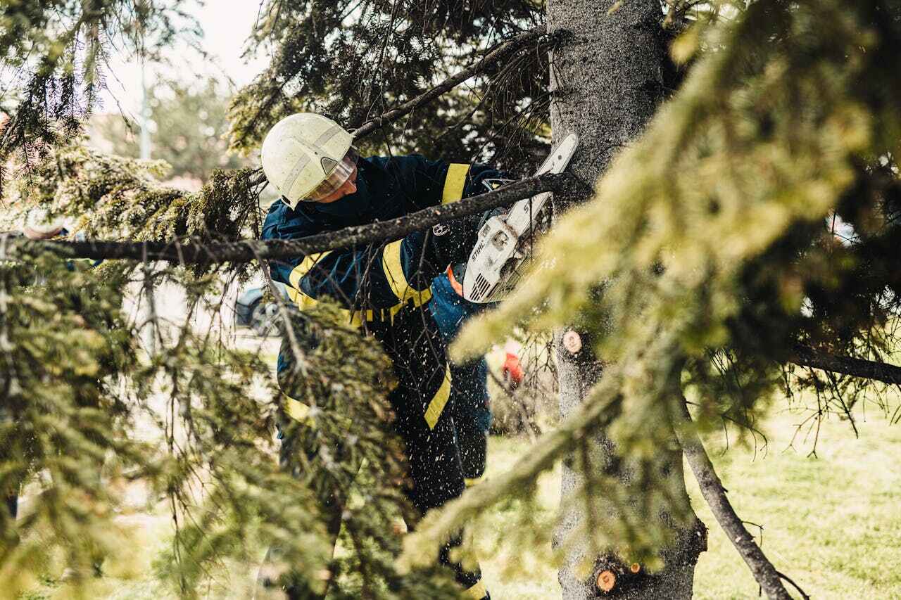 Tree Root Removal in Madeira Beach, FL